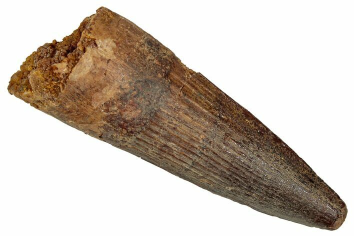 Fossil Spinosaurus Tooth - Real Dinosaur Tooth #344628